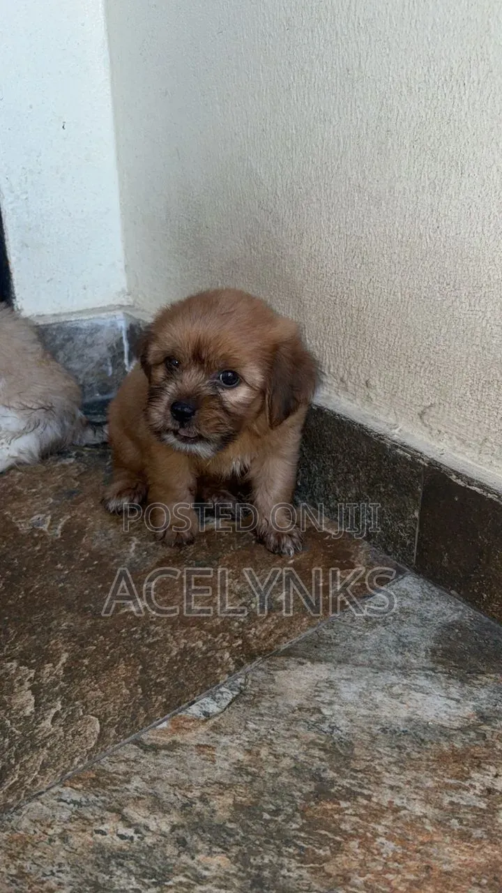 1-3 months Female Purebred Lhasa Apso