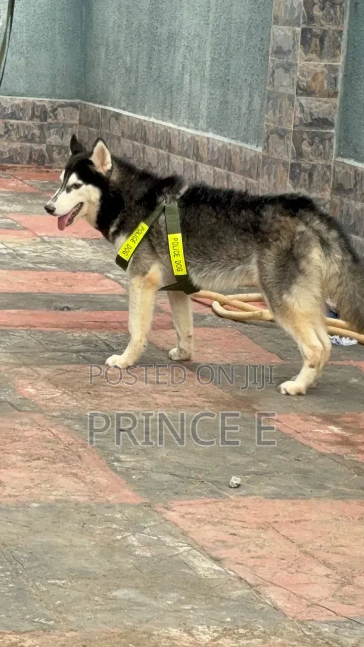 1+ year Male Purebred Siberian Husky