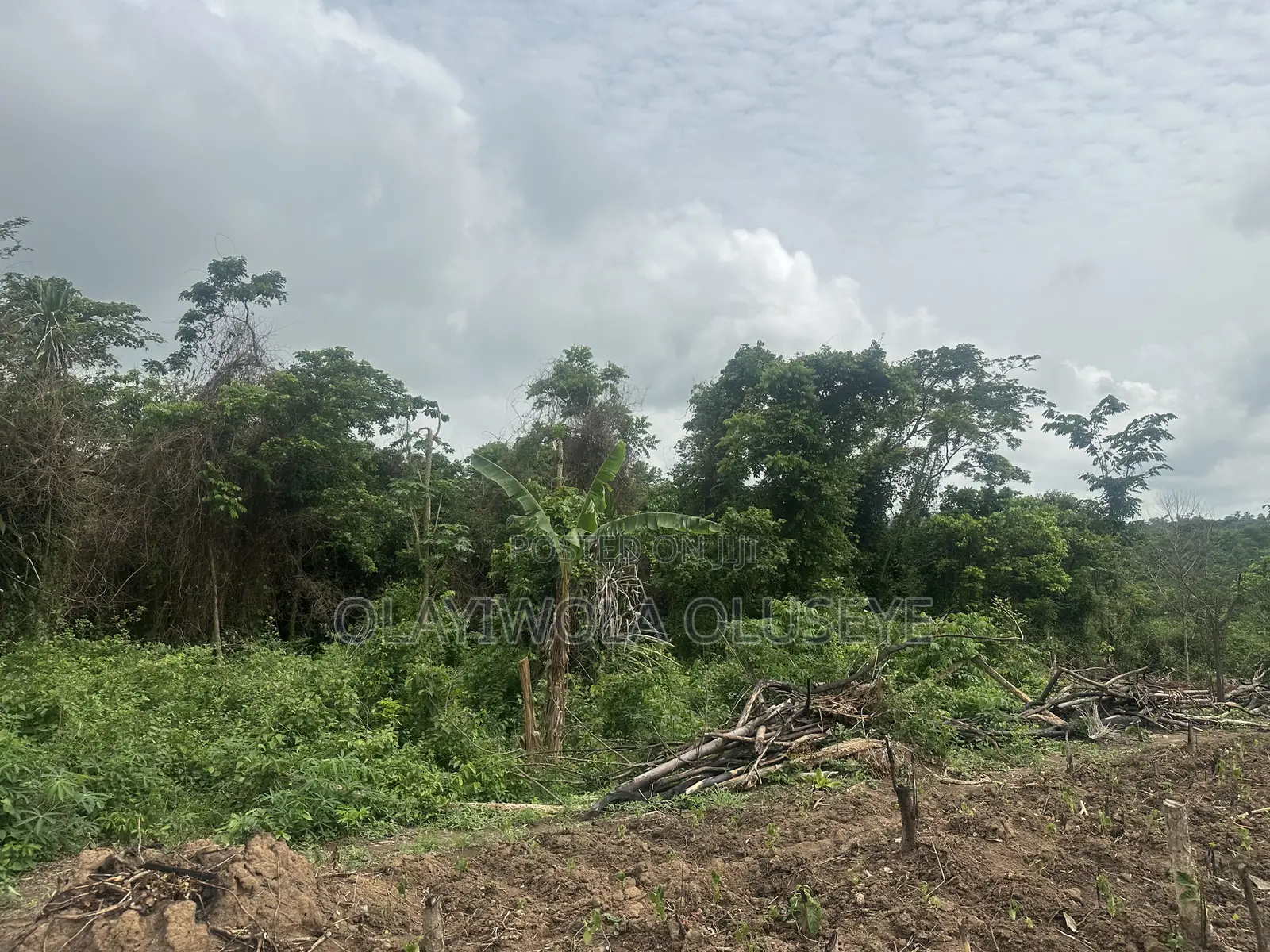 150 Acres Of Farmland Available For Sale In Ogun State, Nigeria
