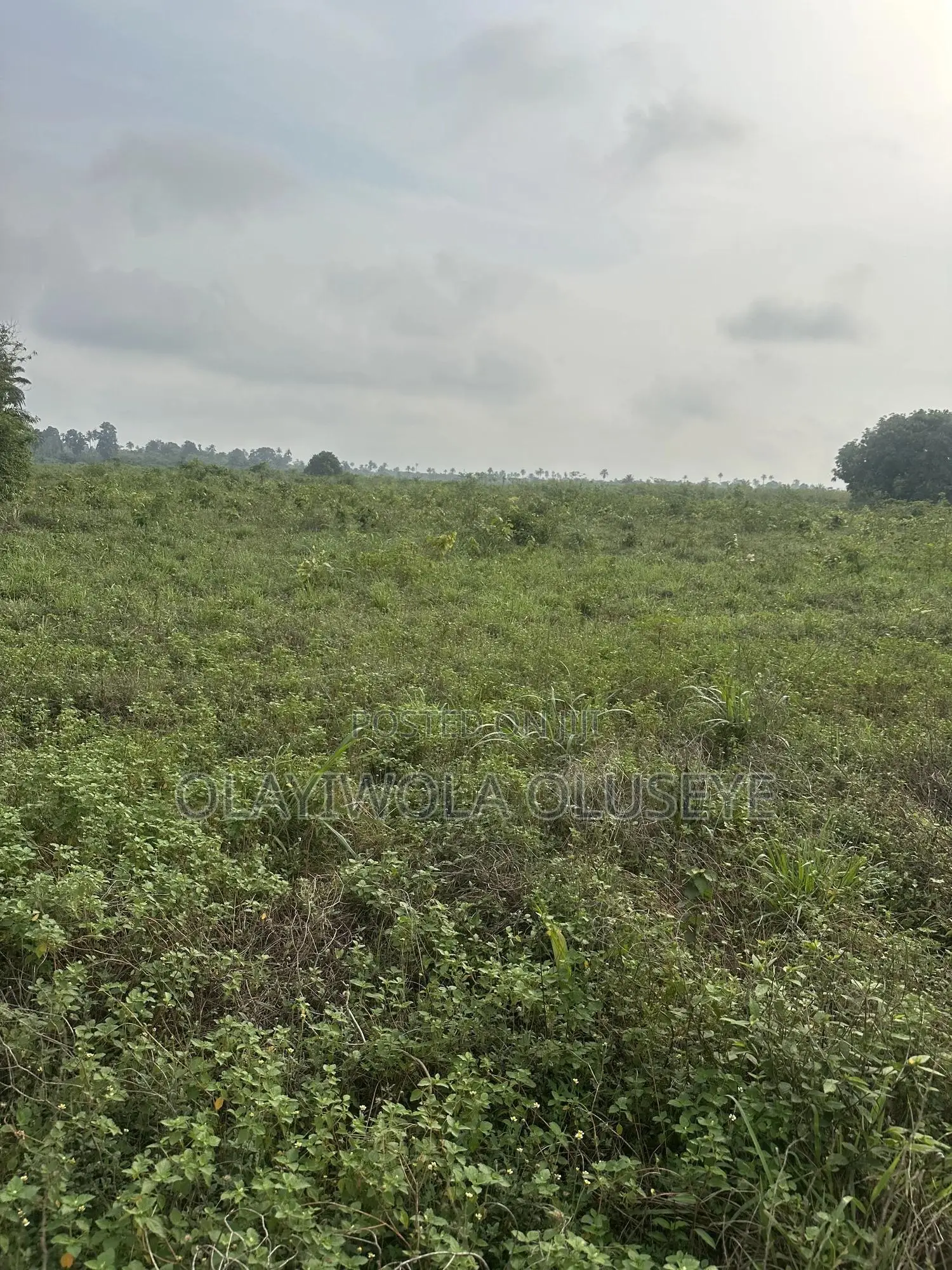 3 Acres of Cocoa Farmland for Sale in Ogun State