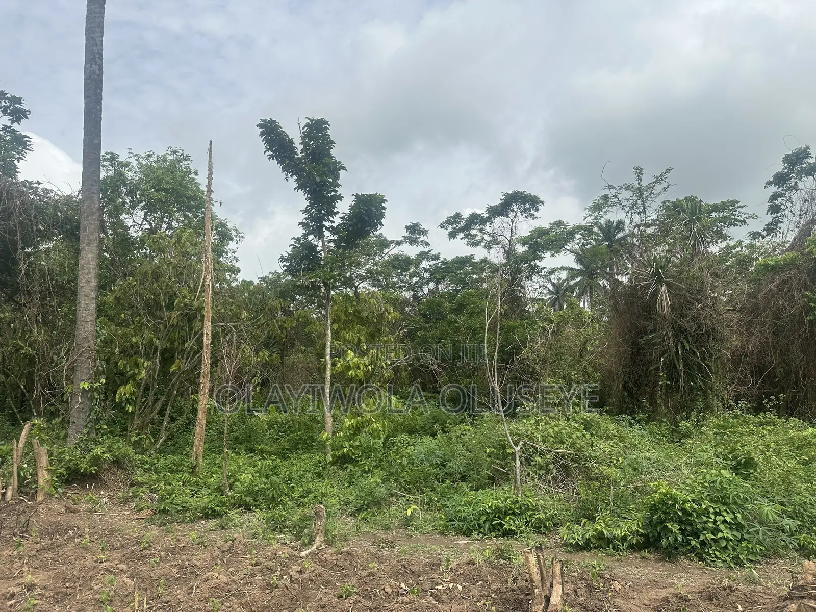 3 Acres of Cocoa Farmland for Sale in Ogun State