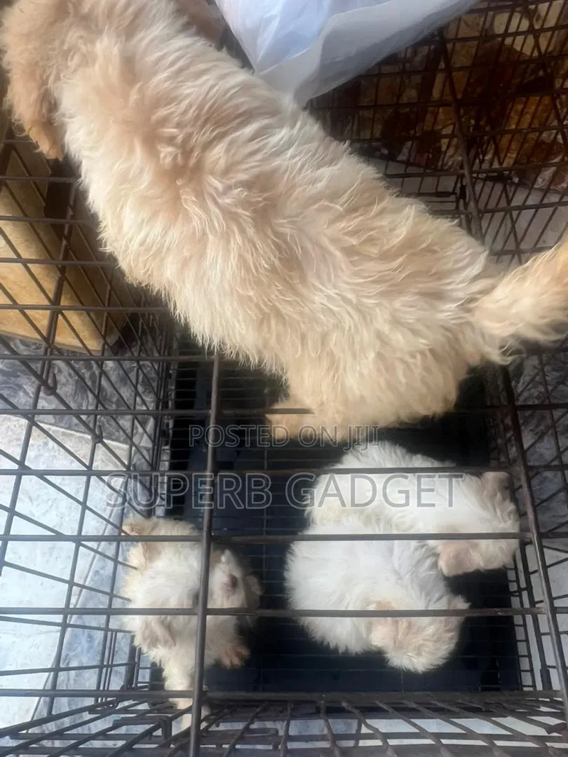 1-3 months Female Purebred Lhasa Apso