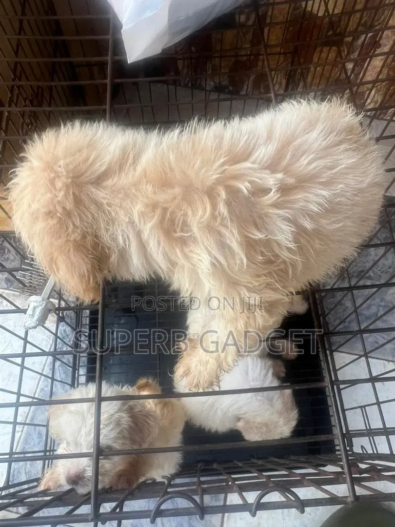 1-3 months Female Purebred Lhasa Apso