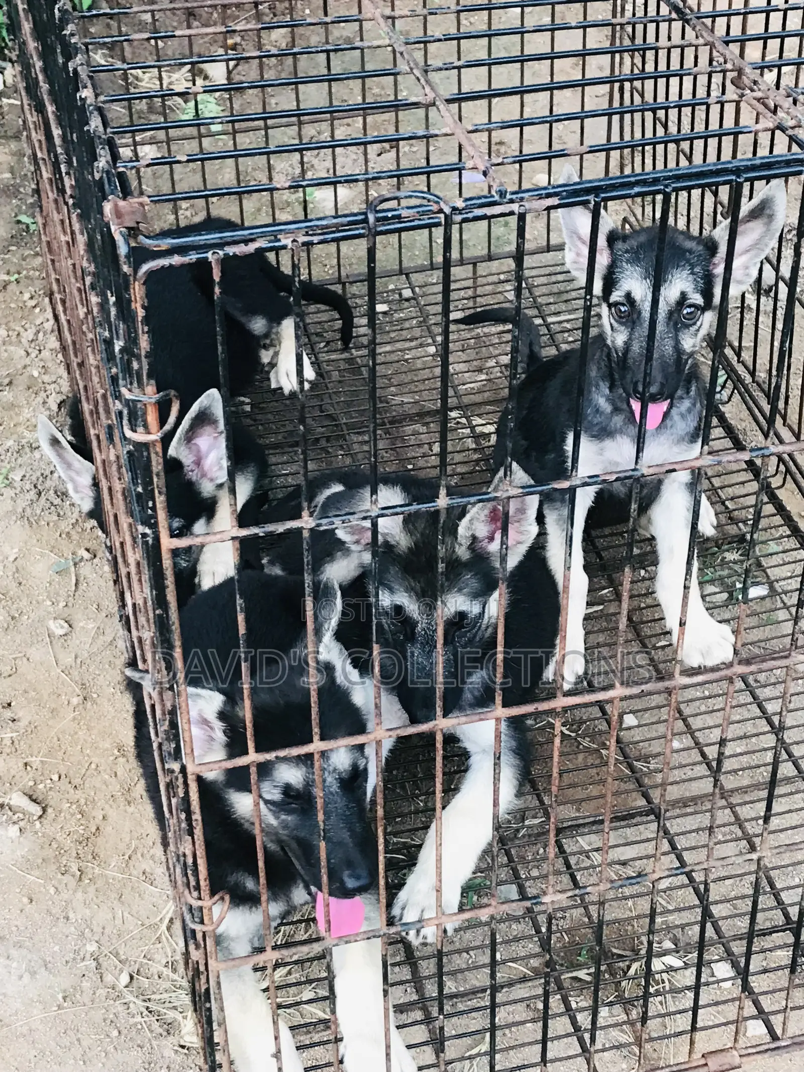 1-3 months Female Purebred German Shepherd