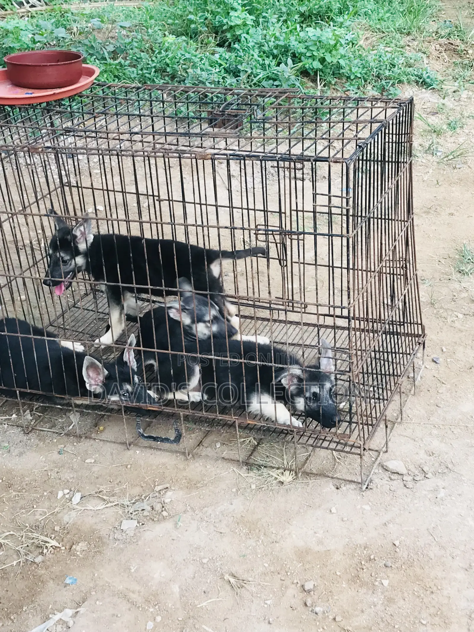 1-3 months Female Purebred German Shepherd