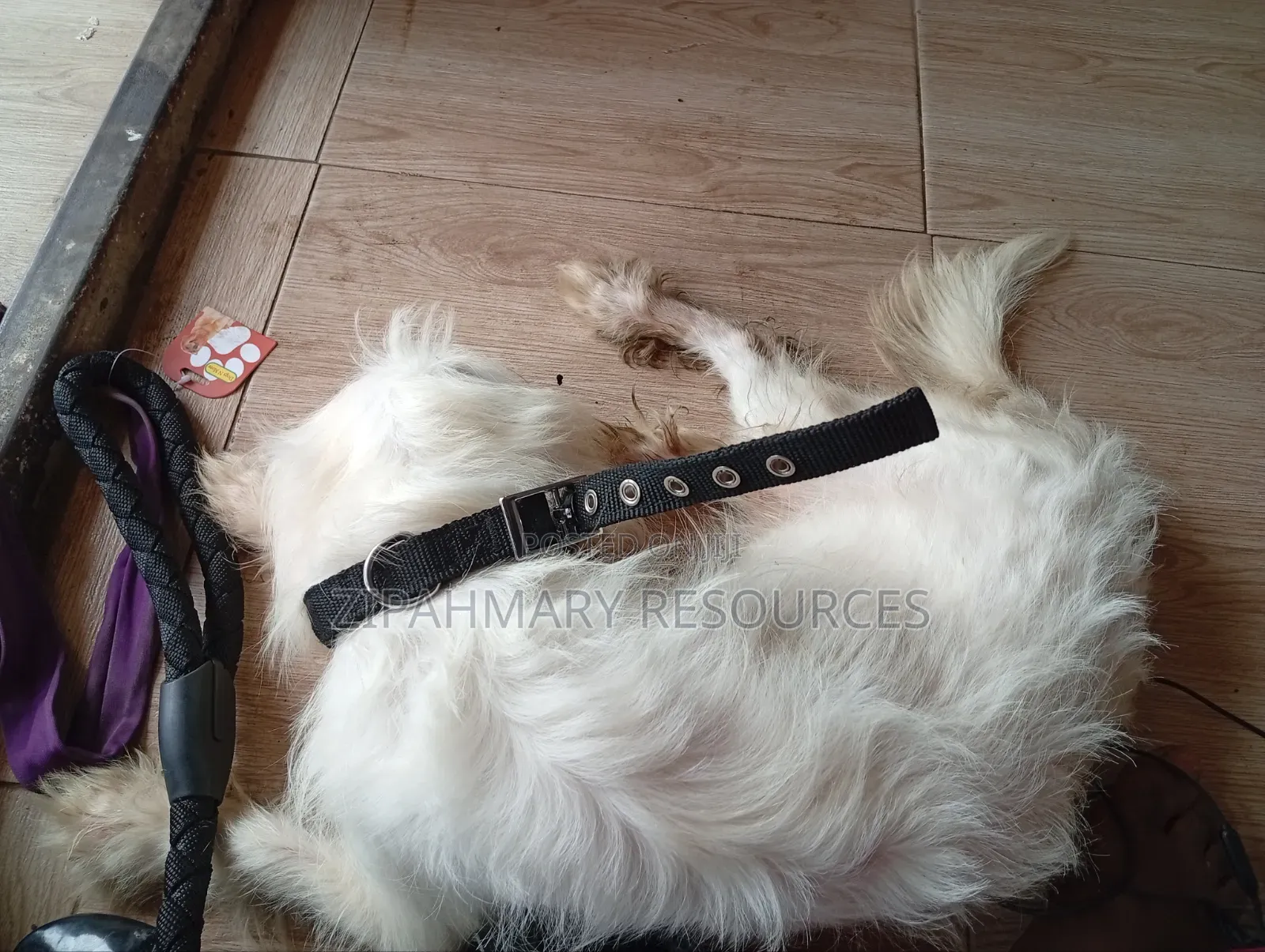3-6 months Male Purebred Lhasa Apso
