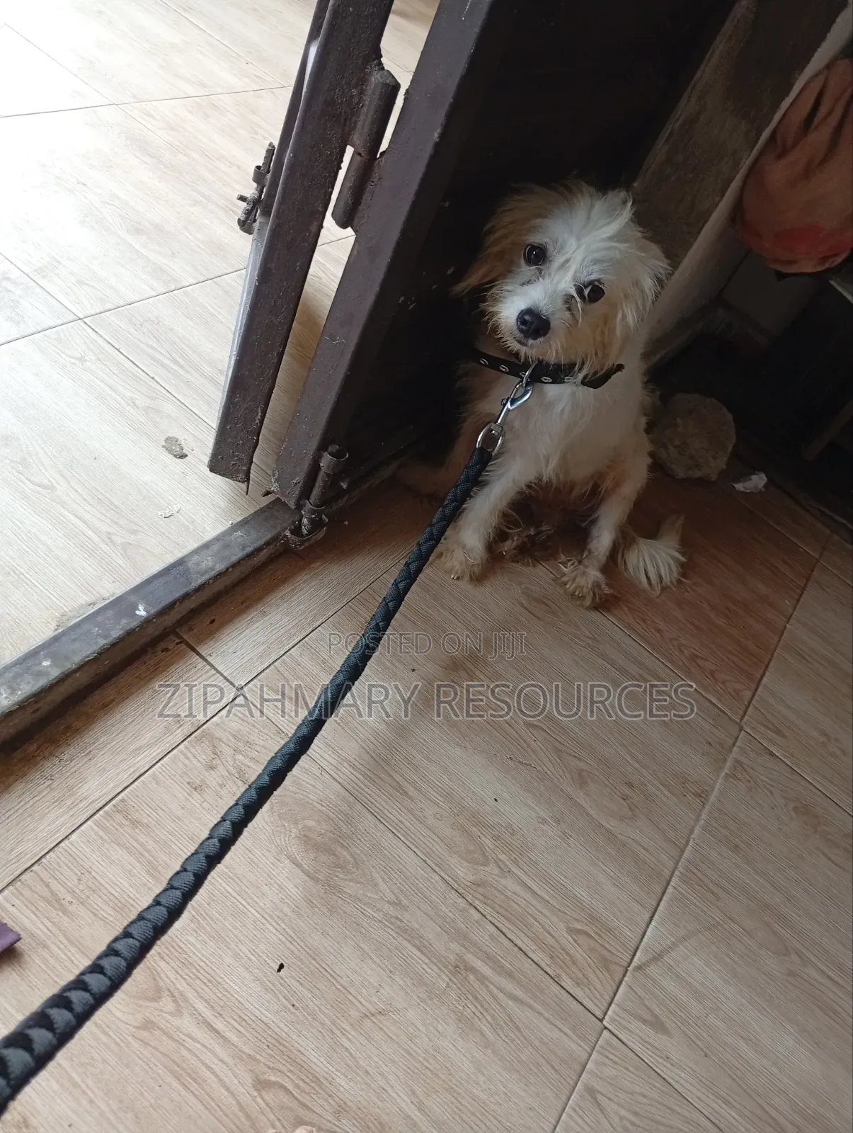3-6 months Male Purebred Lhasa Apso