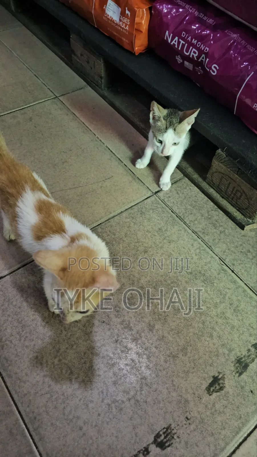 1-3 months Male Purebred Tabby
