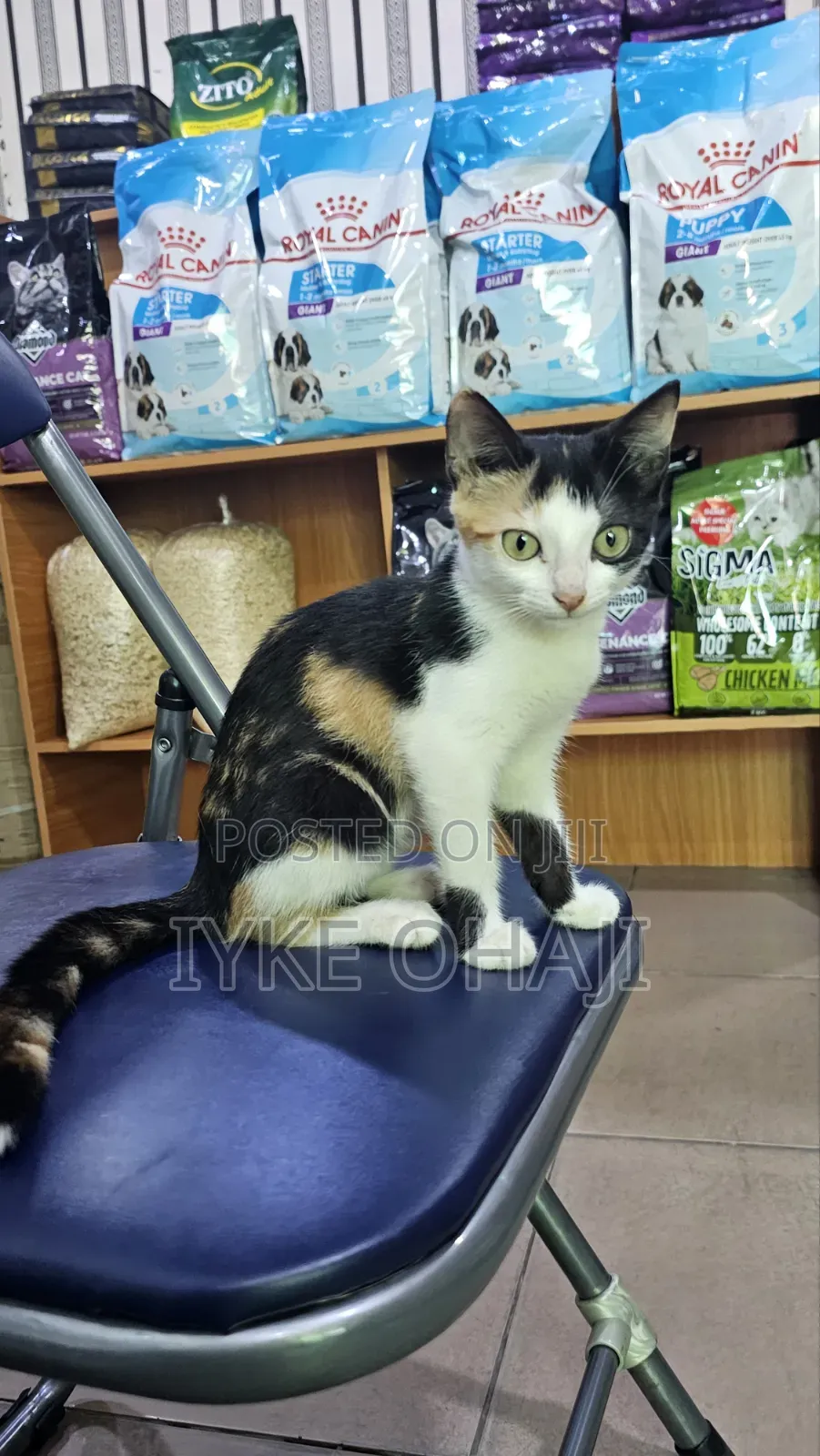 1-3 months Male Purebred Tabby