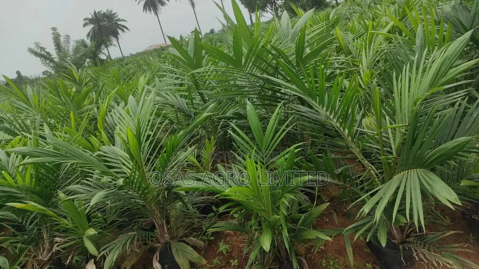 High Yield Supergene Oil Palm Seedling (Elaeis Guineensis)