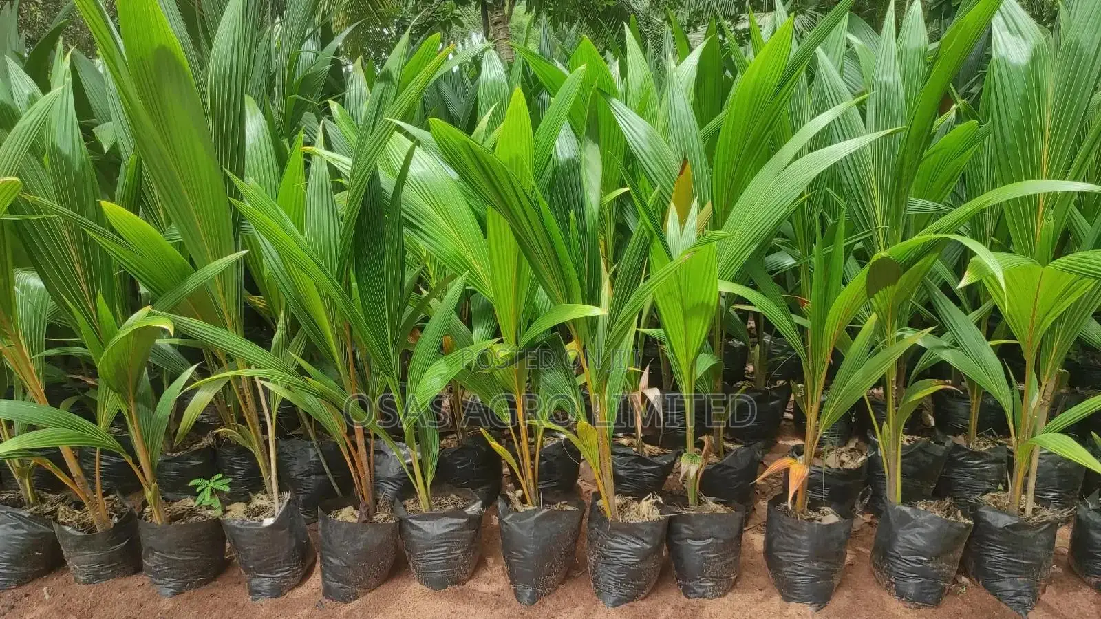 High Yield Coconut Seedling