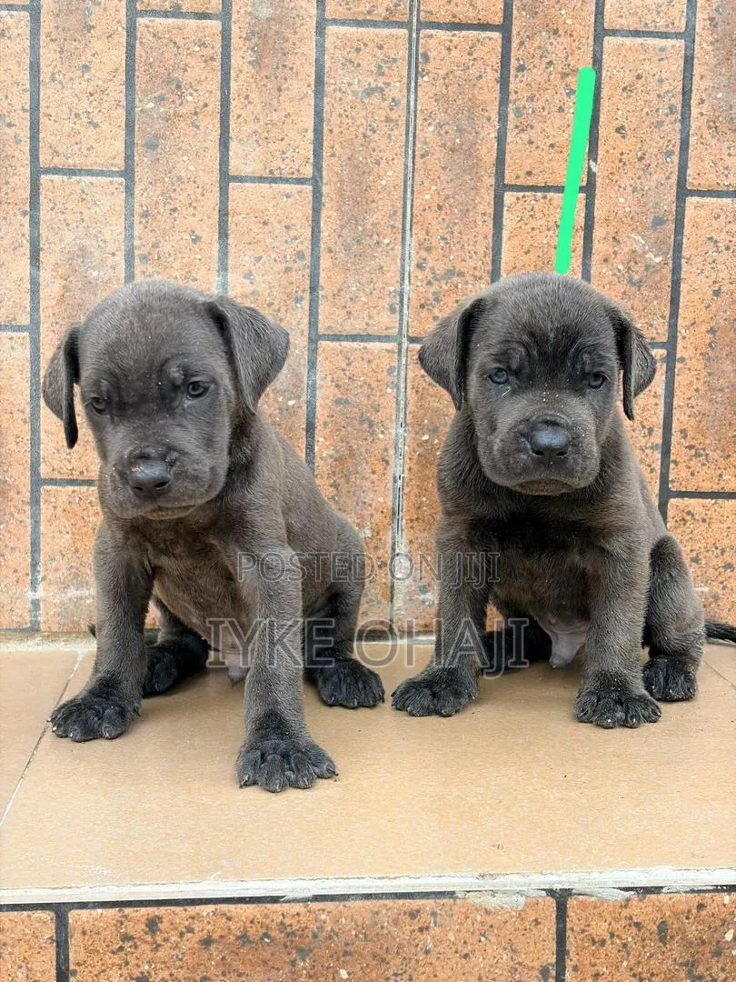 1-3 months Male Purebred Cane Corso