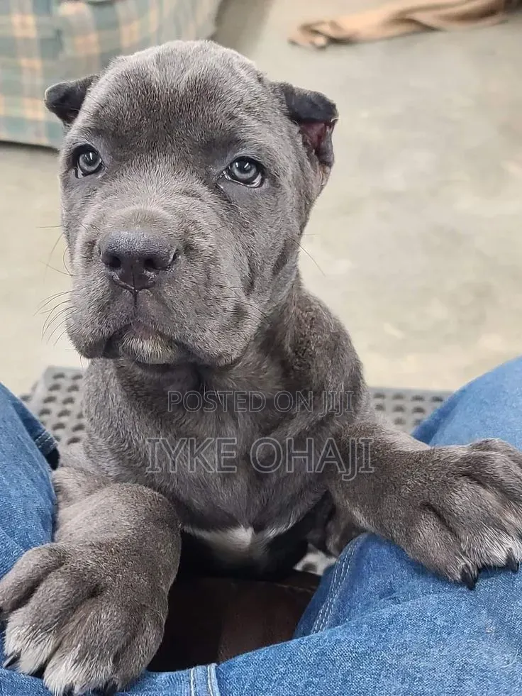 1-3 months Male Purebred Cane Corso