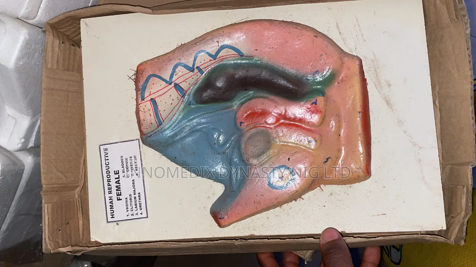 Female Reproductive