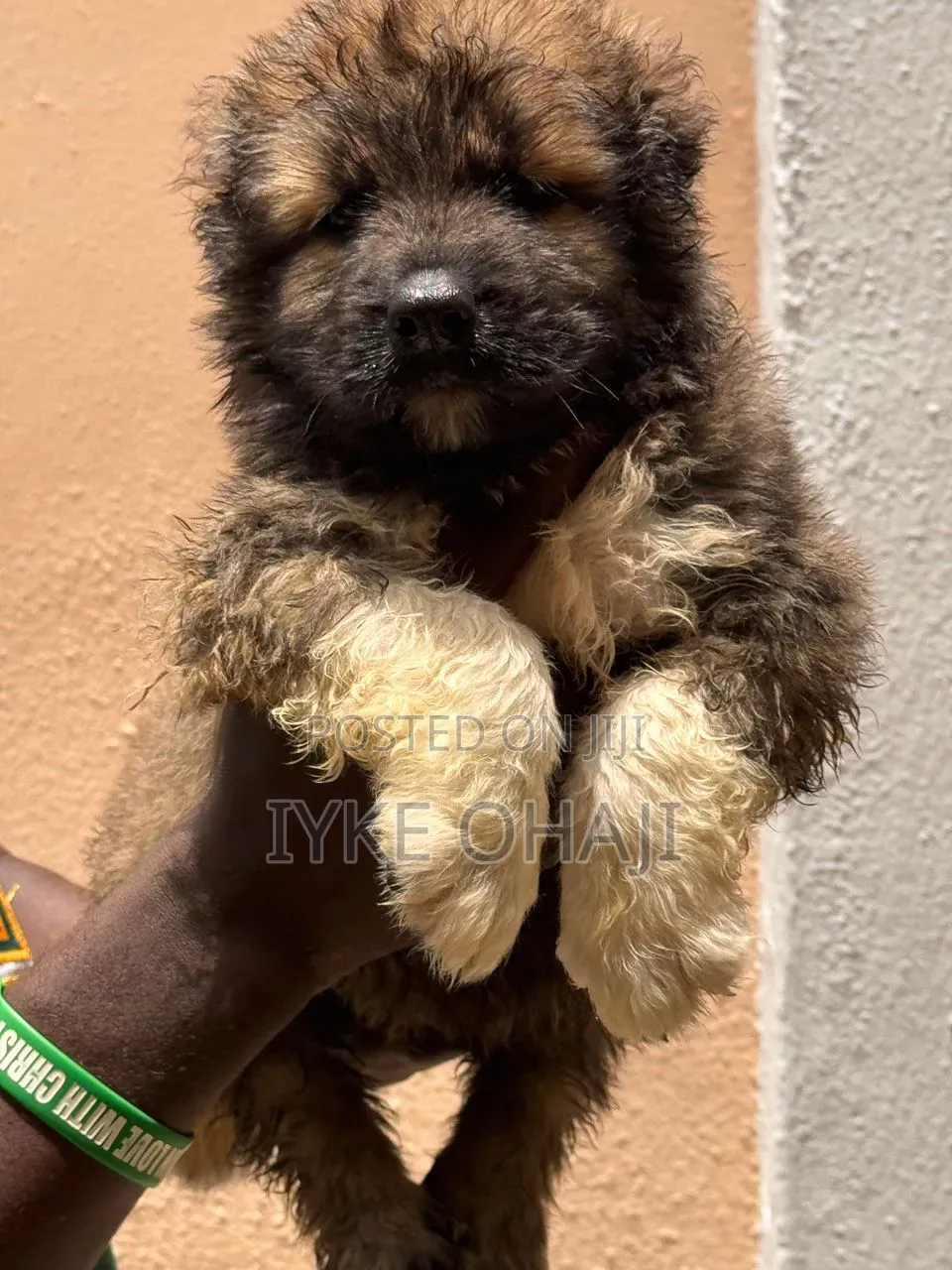 1-3 months Male Purebred Caucasian Shepherd