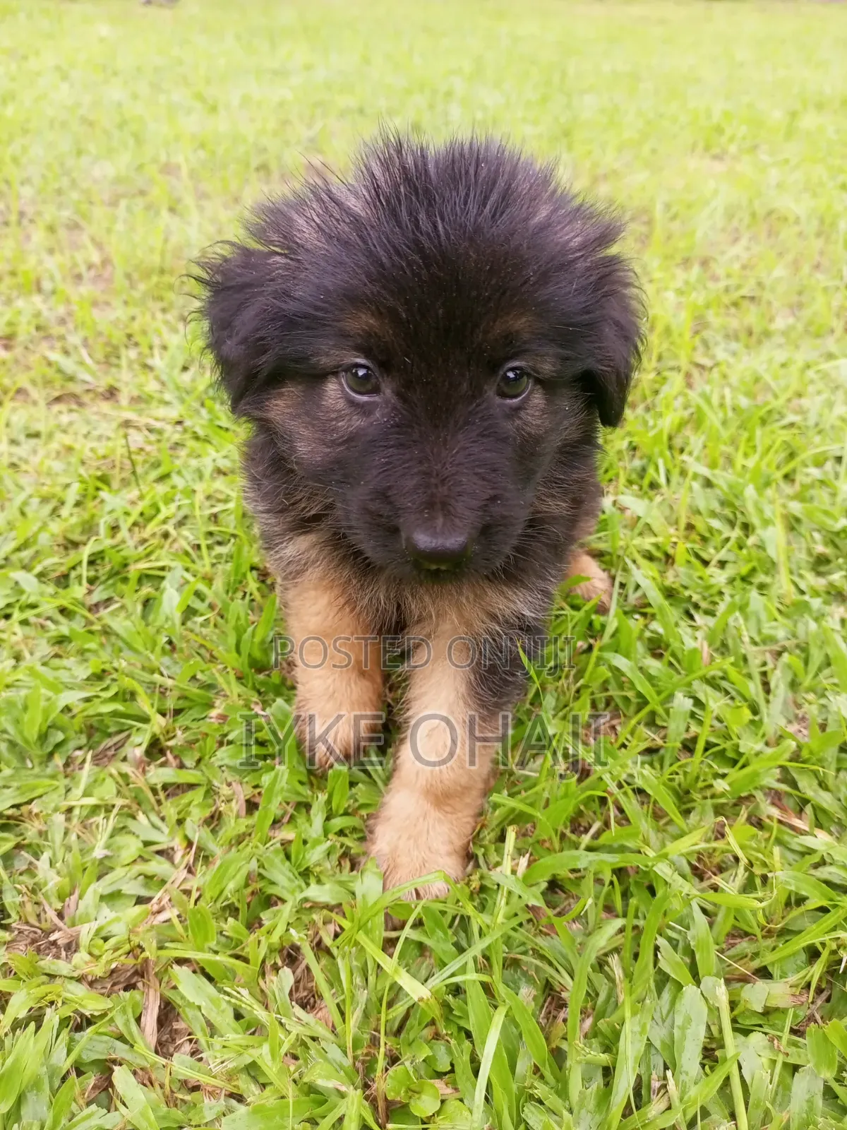 1-3 months Male Purebred German Shepherd
