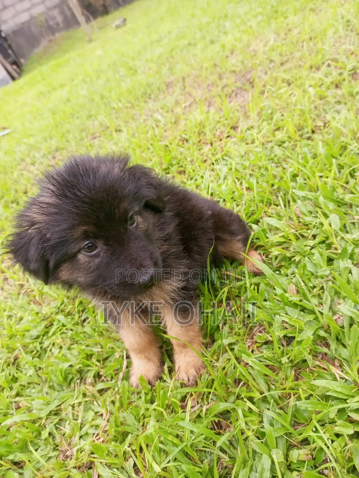 1-3 months Male Purebred German Shepherd