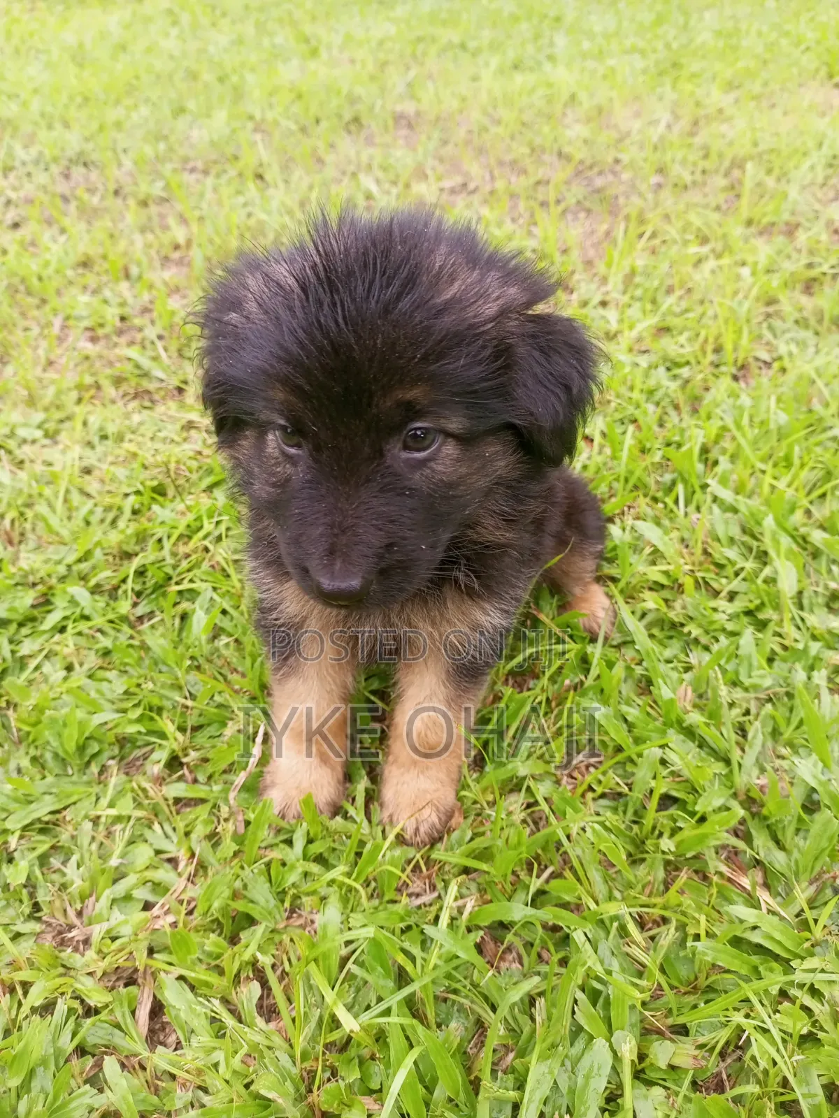 1-3 months Male Purebred German Shepherd