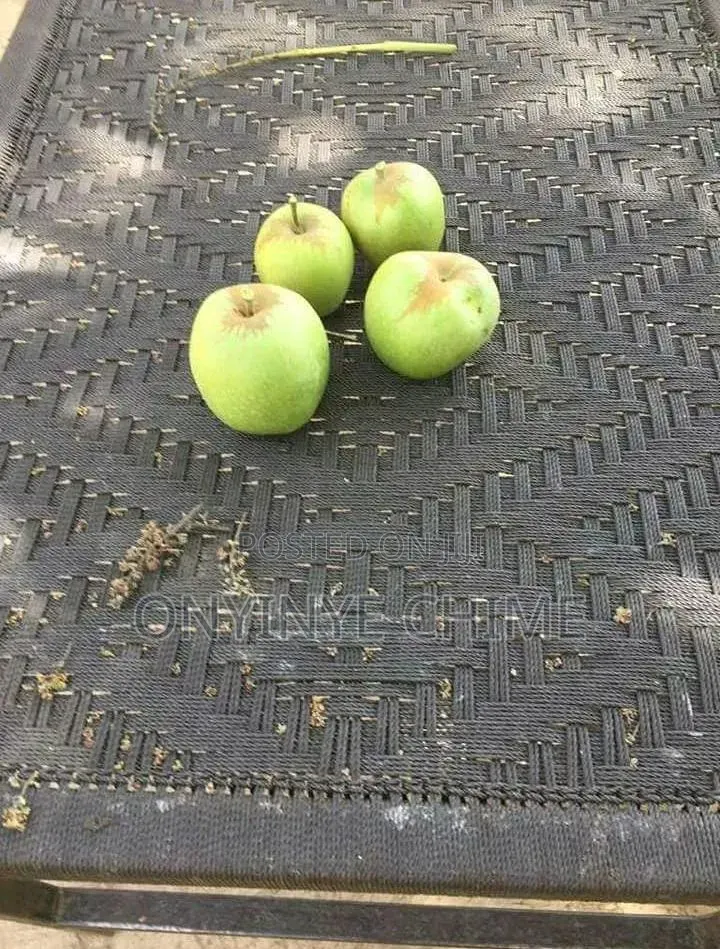 Green Apple Seedlings