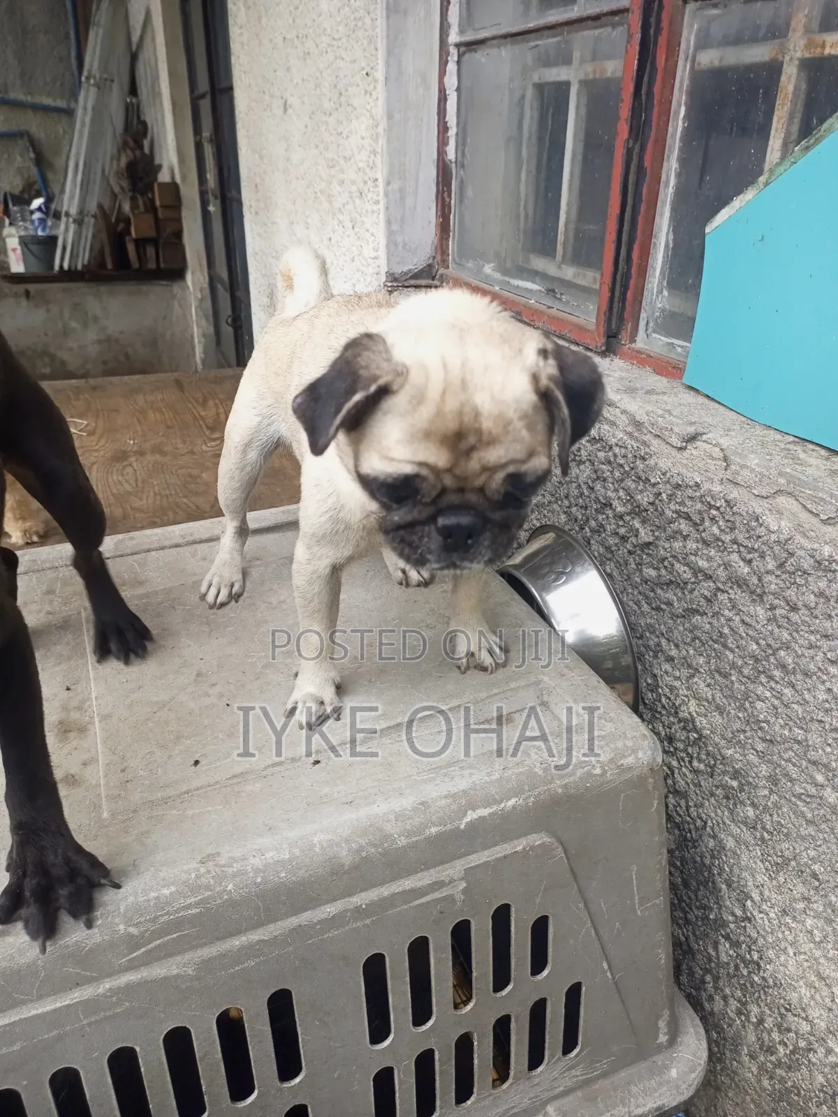 6-12 months Female Purebred Pug