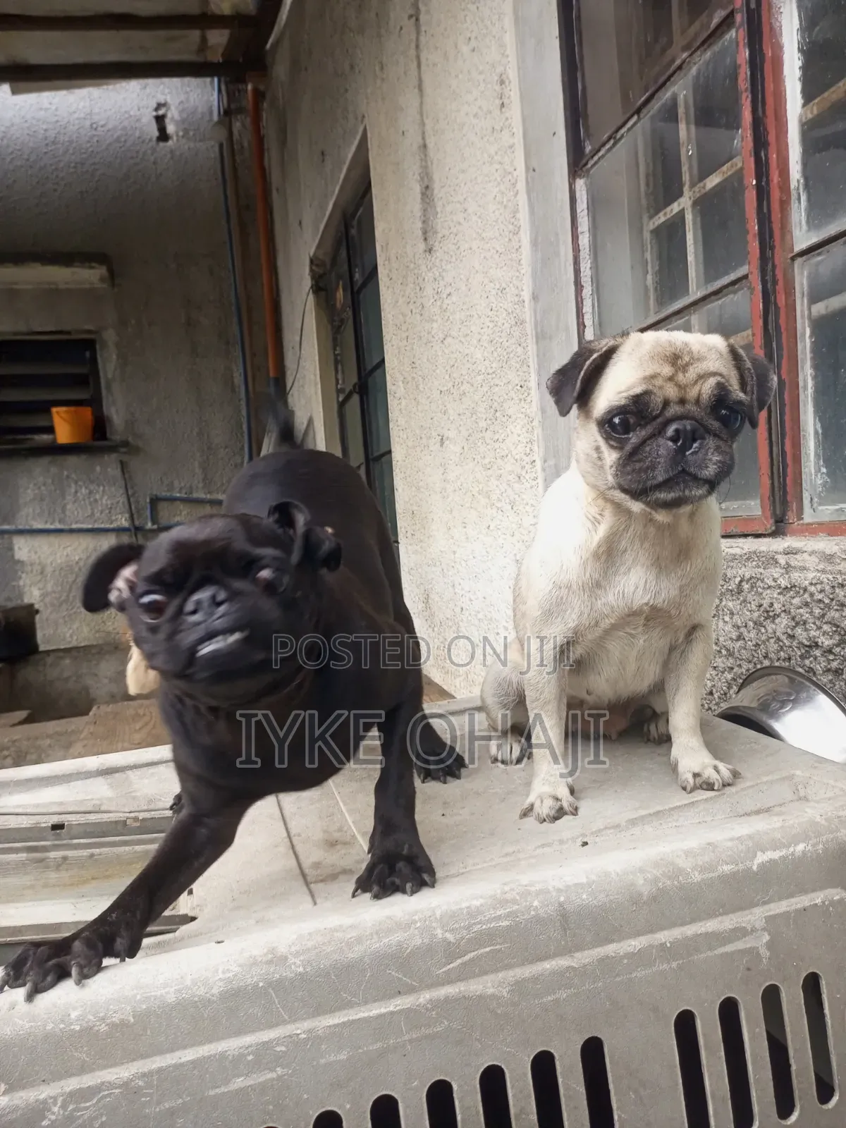 6-12 months Female Purebred Pug