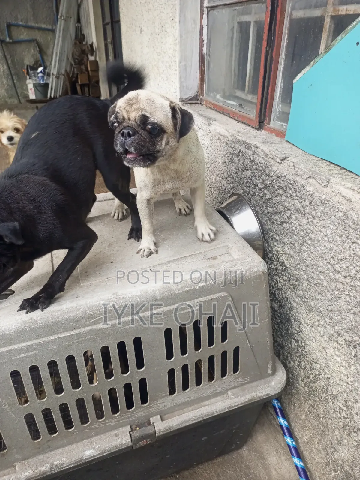 6-12 months Female Purebred Pug
