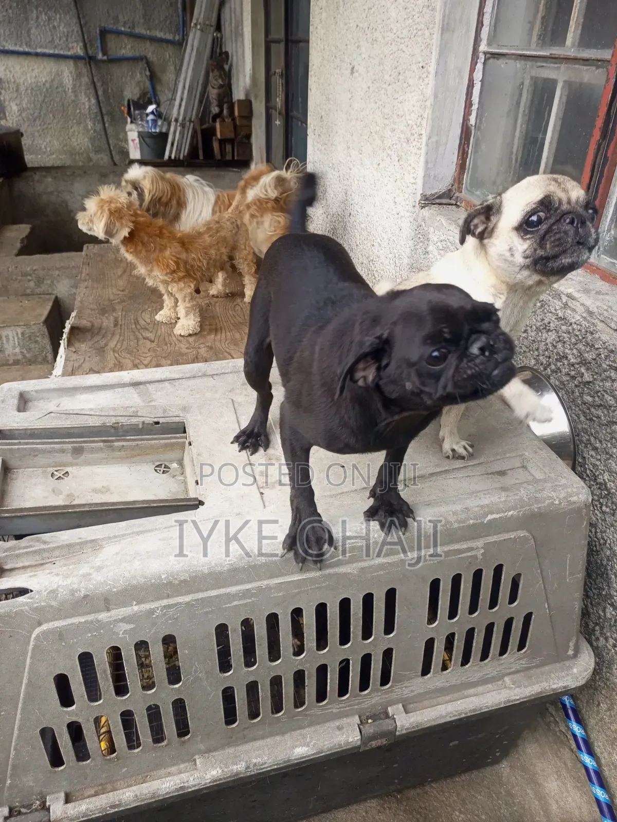 6-12 months Female Purebred Pug