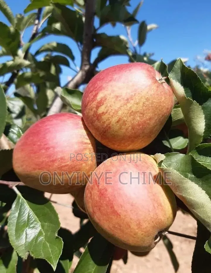 Anna Apple
