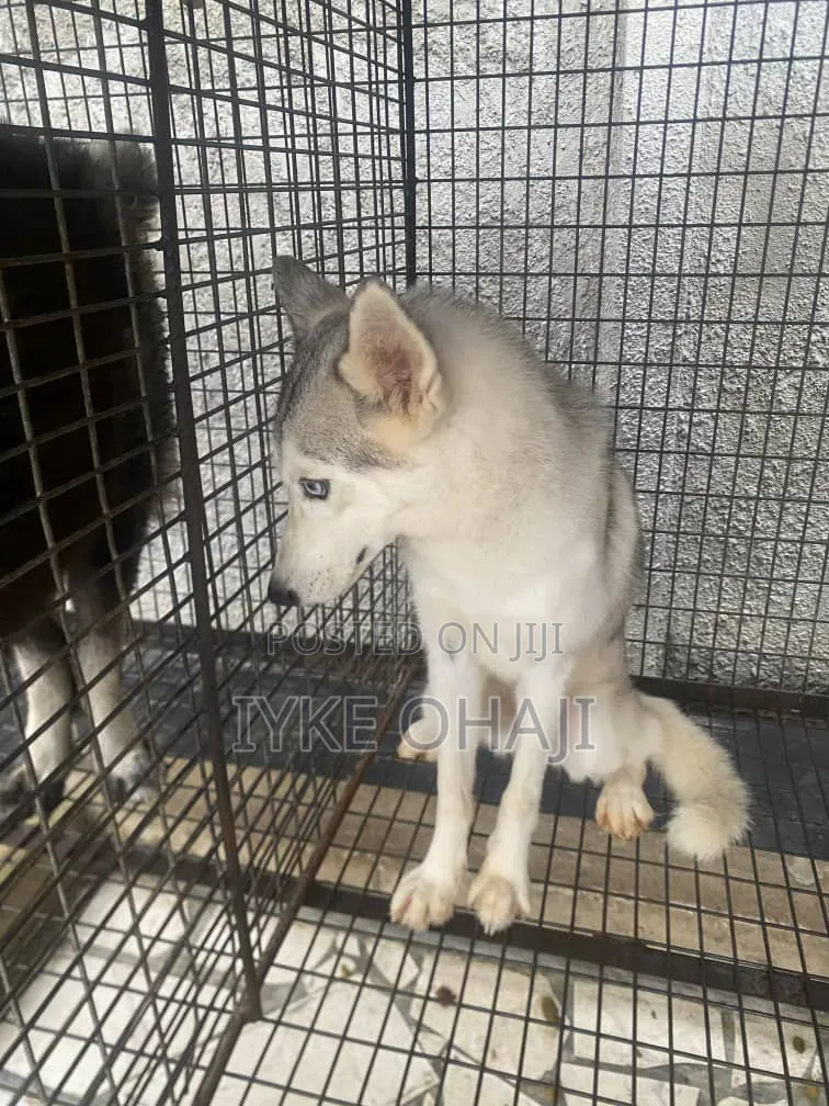 3-6 months Female Purebred Siberian Husky