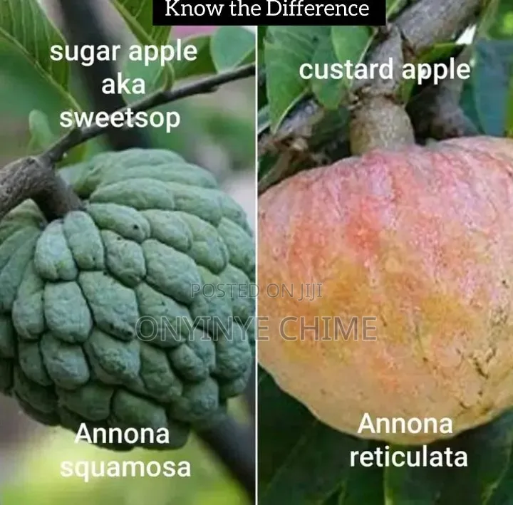 Custard Apple