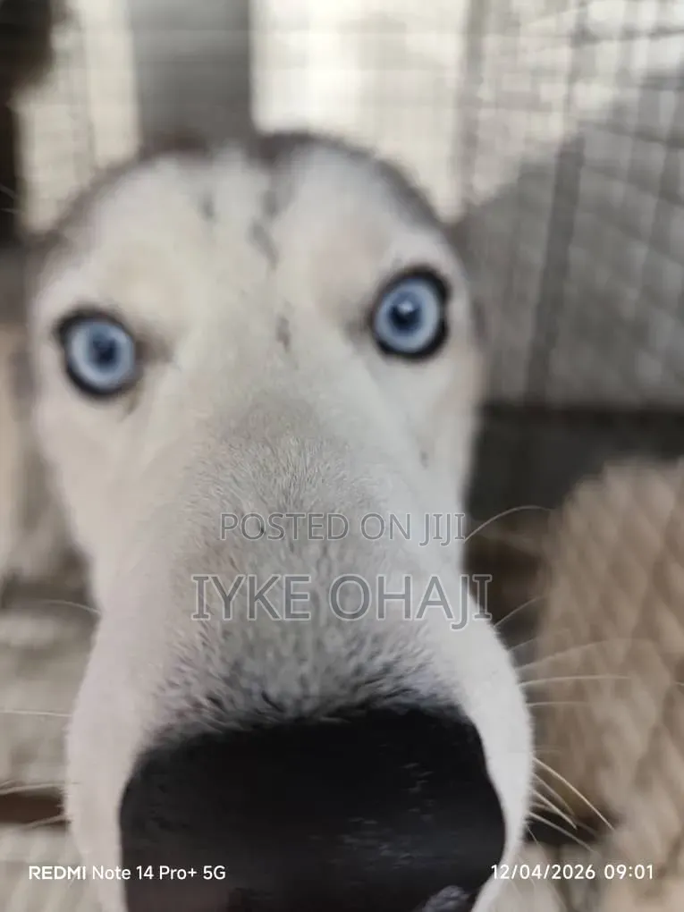 3-6 months Female Purebred Siberian Husky