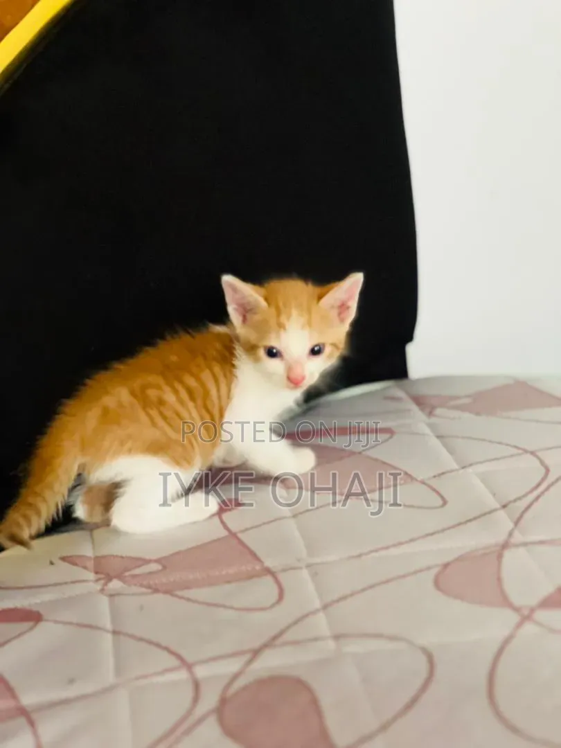1-3 months Female Purebred Tabby