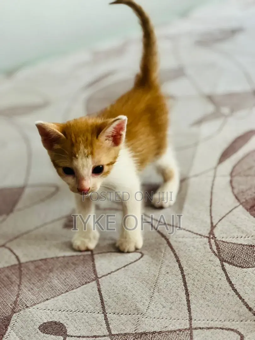 1-3 months Female Purebred Tabby