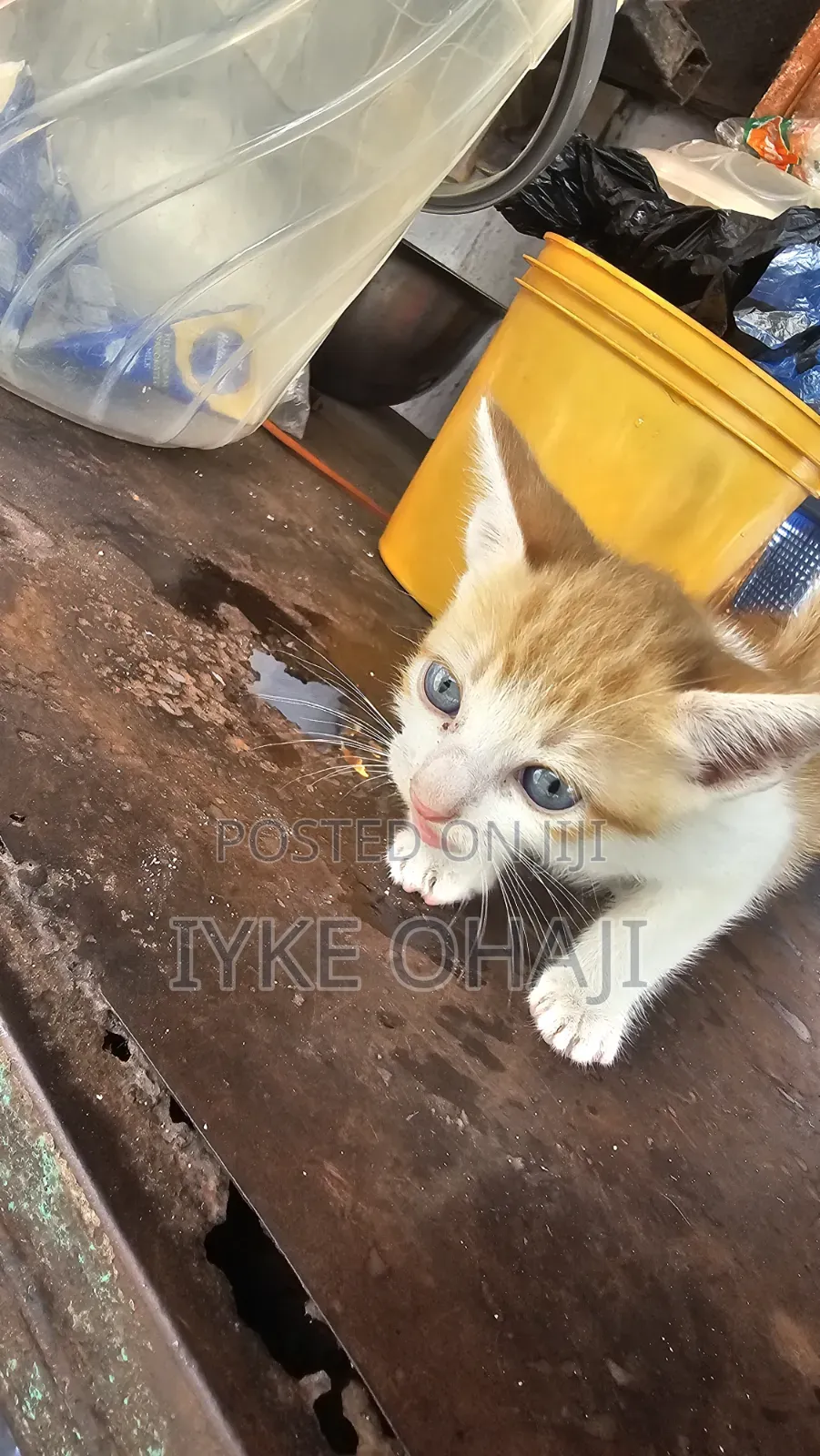 1-3 months Female Purebred Tabby