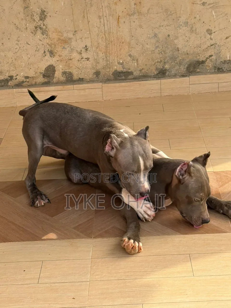 3-6 months Female Purebred Bull Terrier