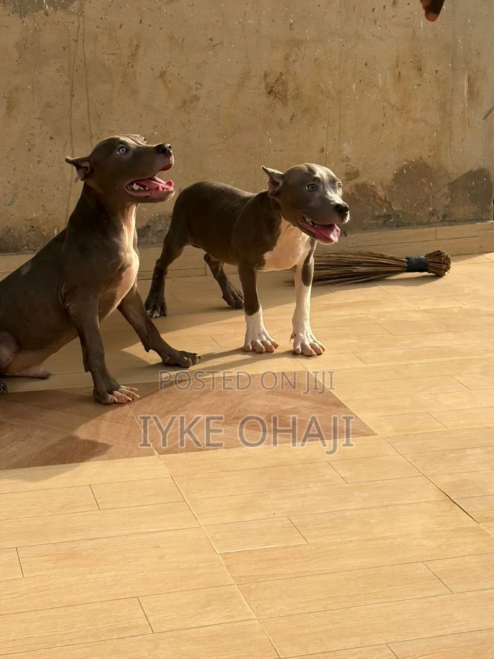 3-6 months Female Purebred Bull Terrier