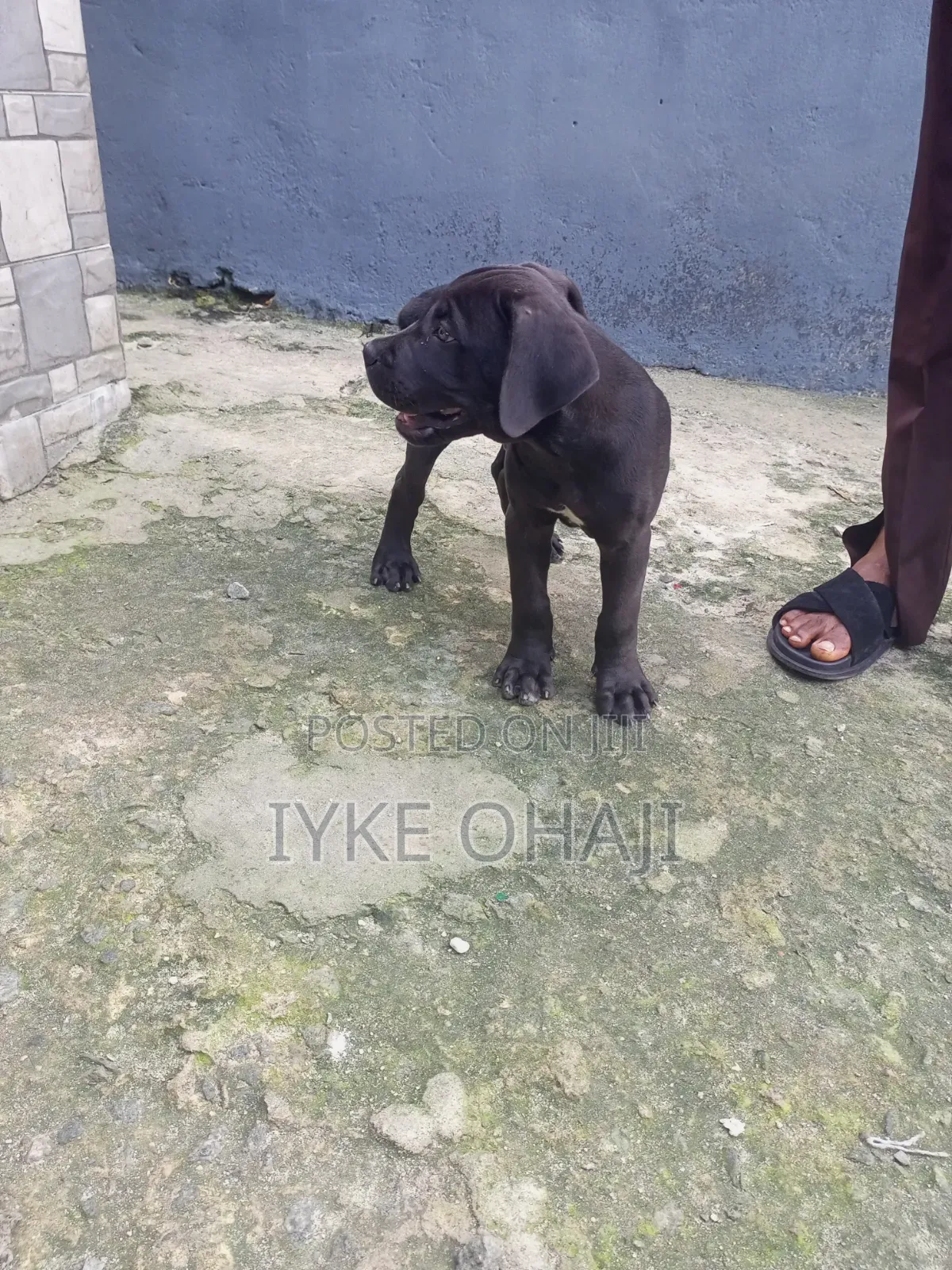 1-3 months Male Purebred Cane Corso