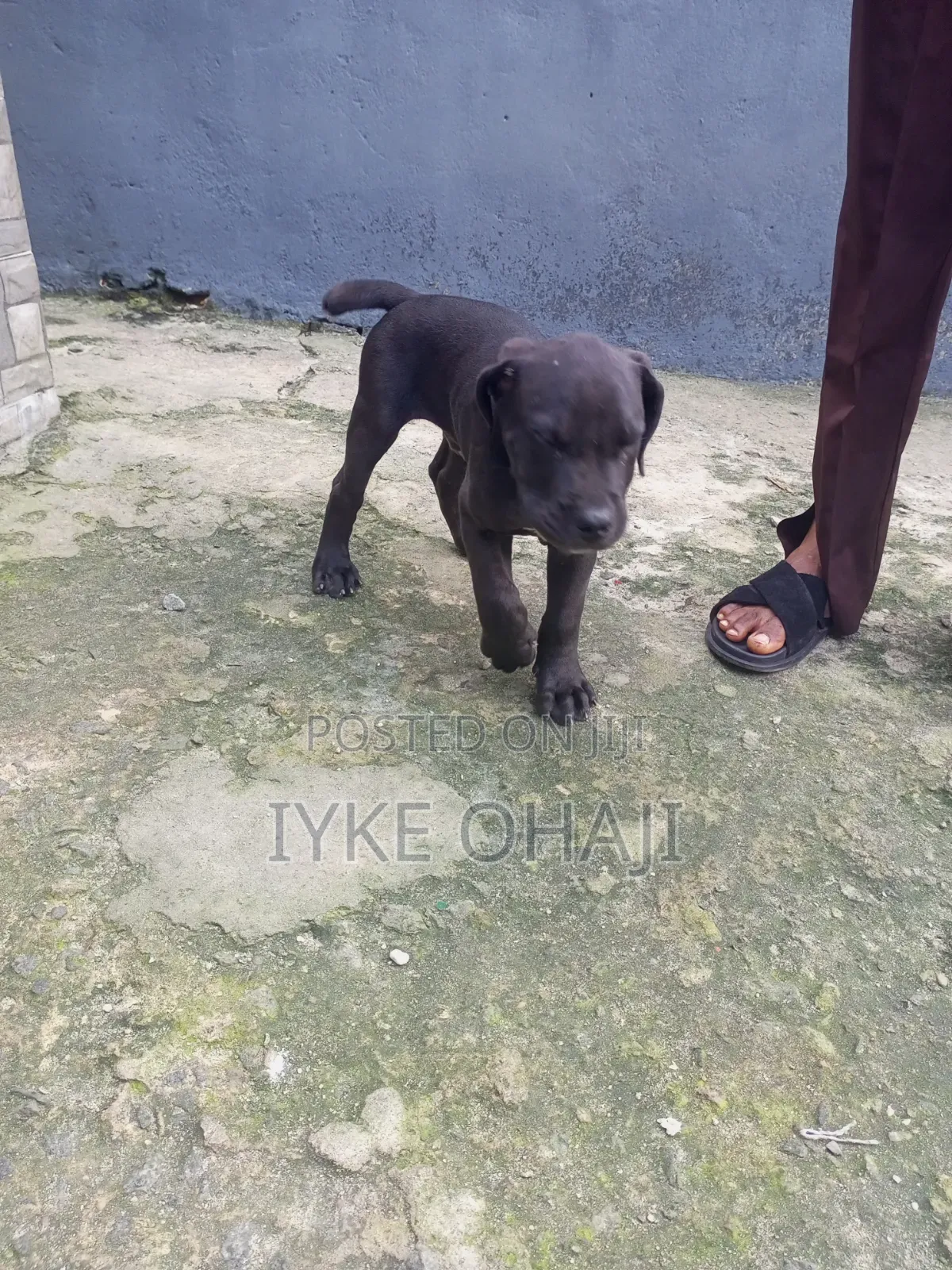 1-3 months Male Purebred Cane Corso