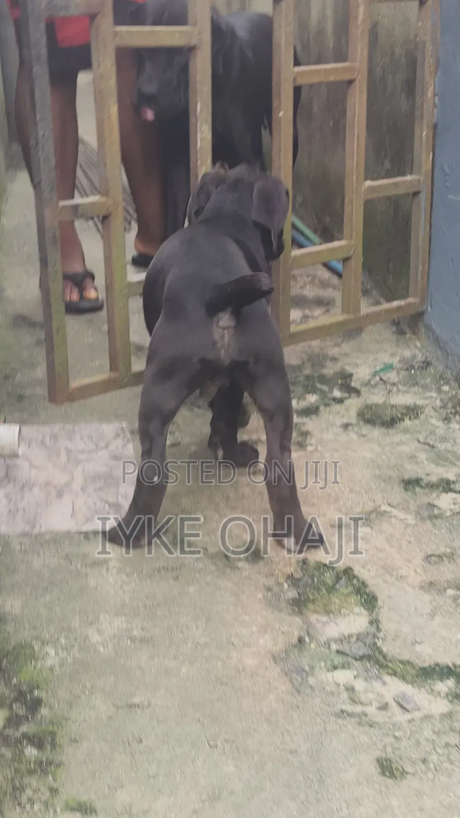 1-3 months Male Purebred Cane Corso