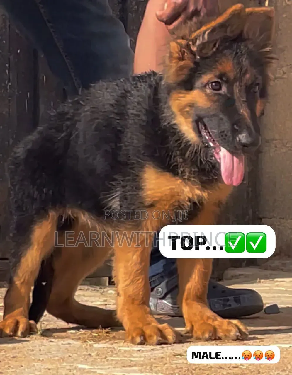 1-3 months Male Purebred German Shepherd