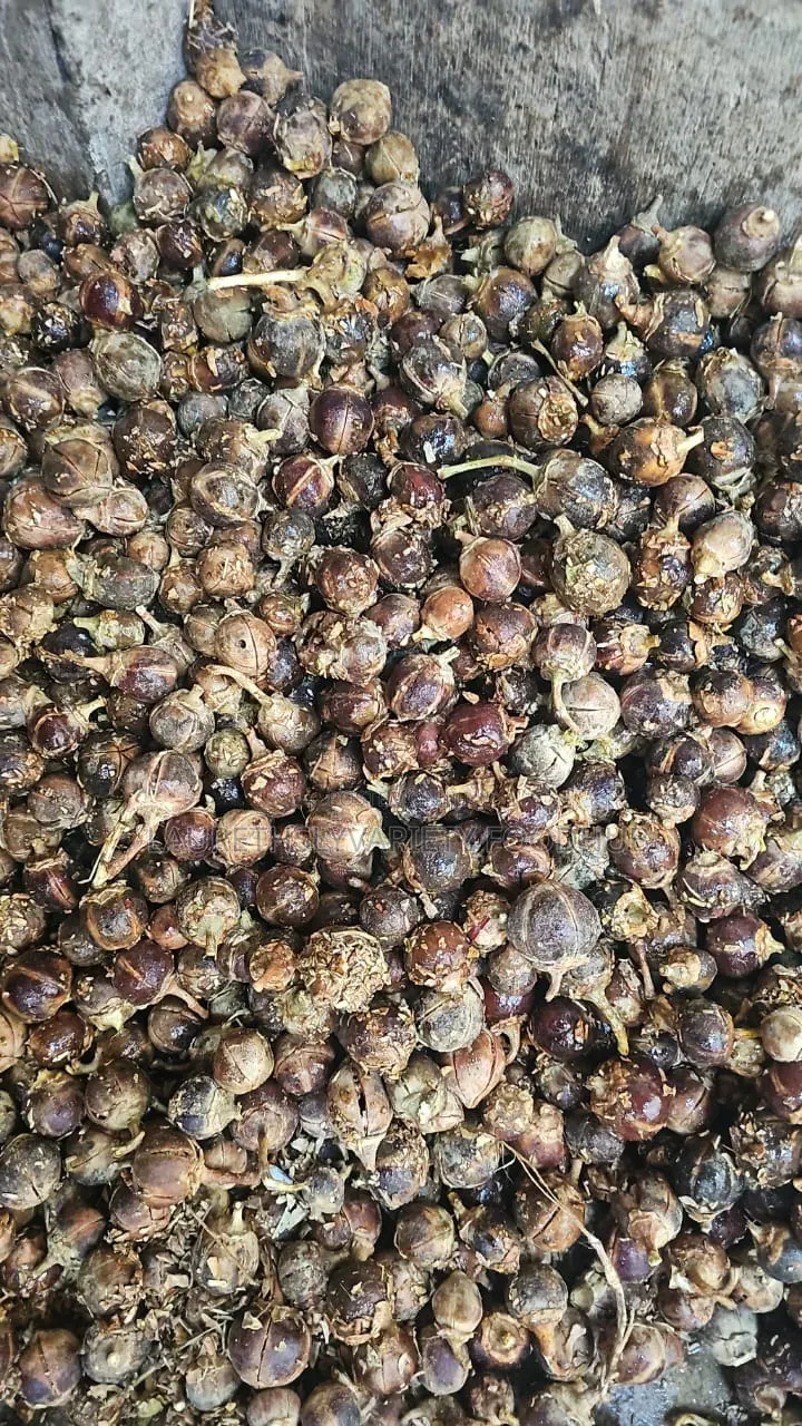 Buy Quality Fresh Gorontula – African Chewing Gum Available