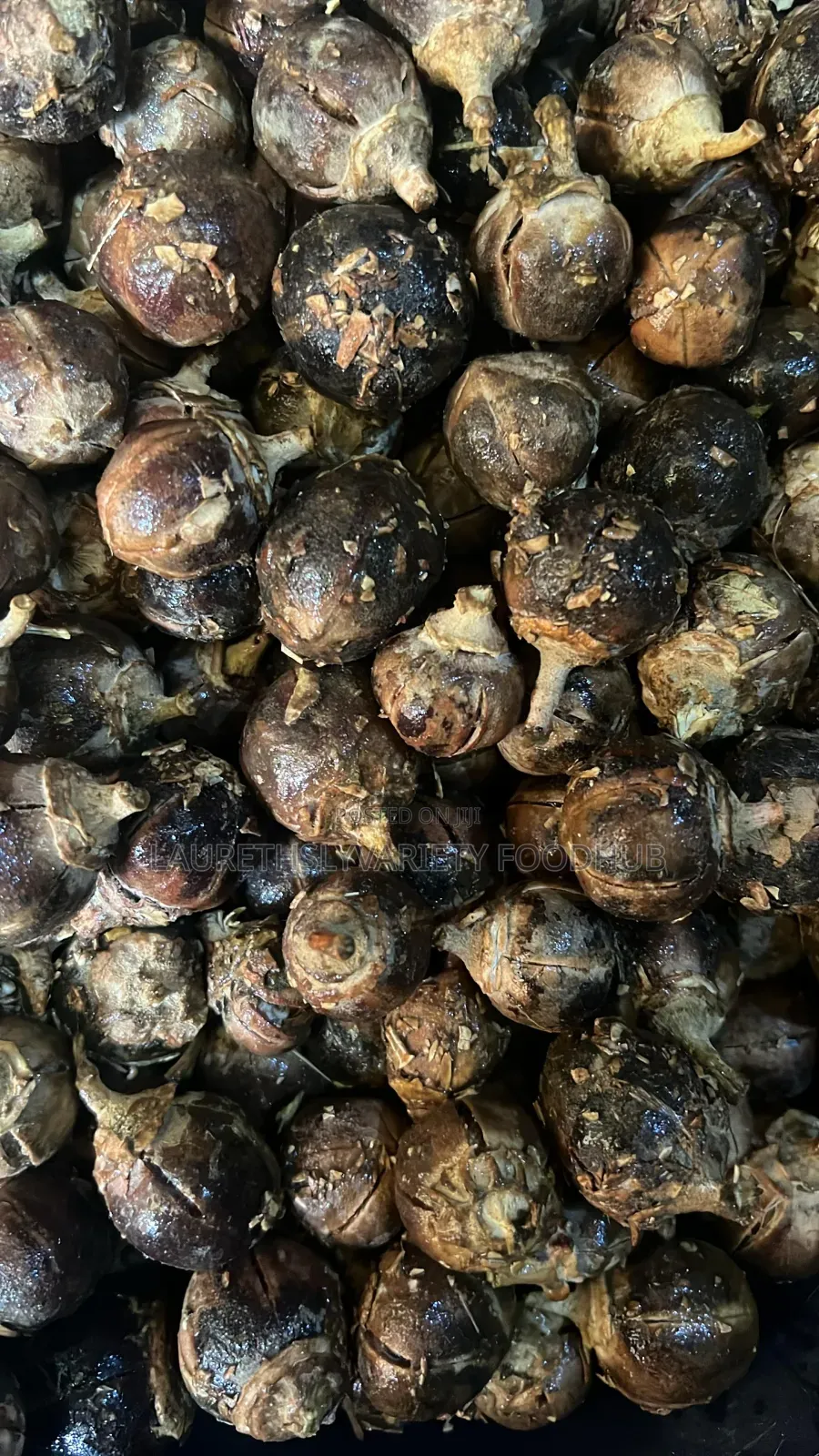 Buy Quality Fresh Gorontula – African Chewing Gum Available