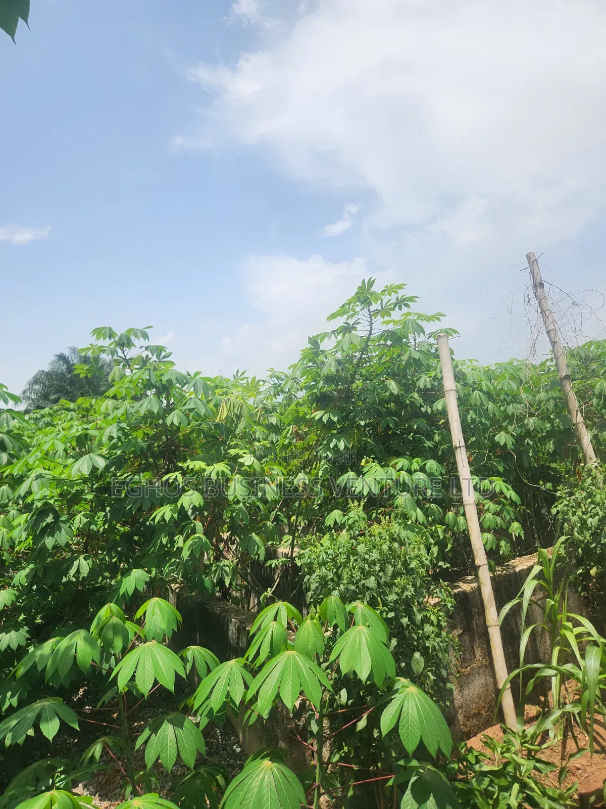 Urgent Land Sale 50ft by 100ft for Sale With Foundation