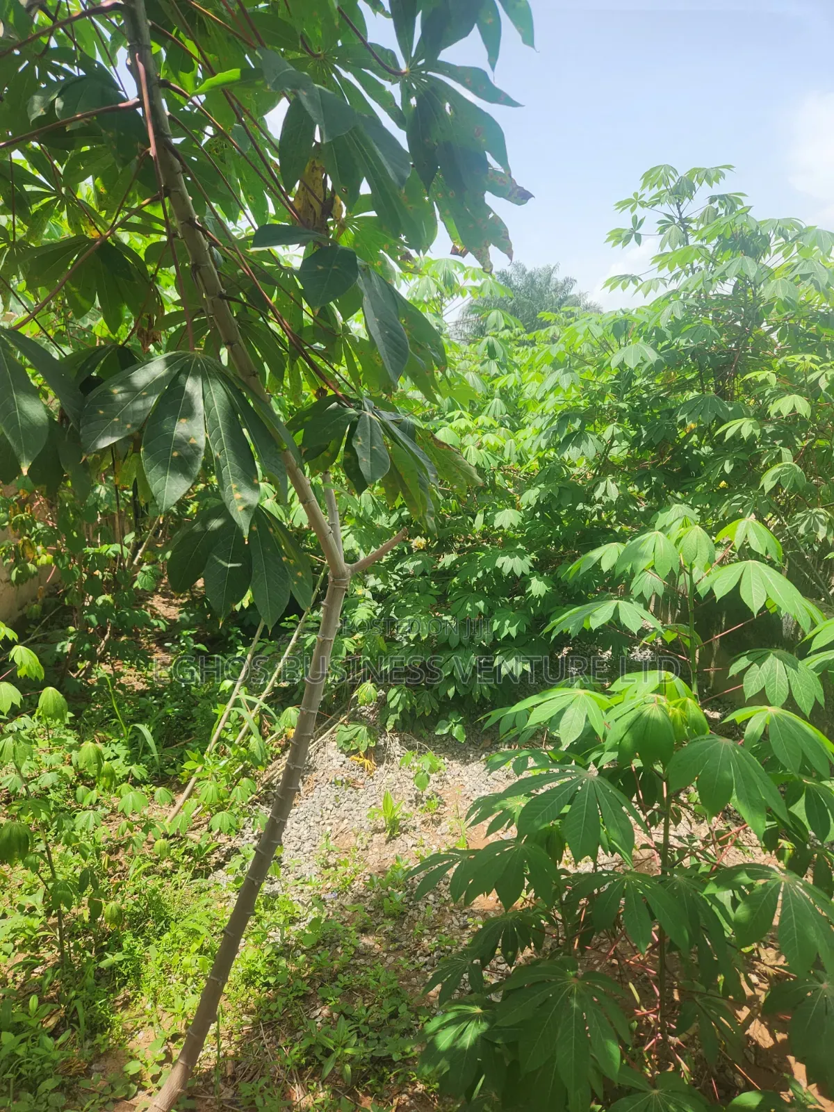 Urgent Land Sale 50ft by 100ft for Sale With Foundation