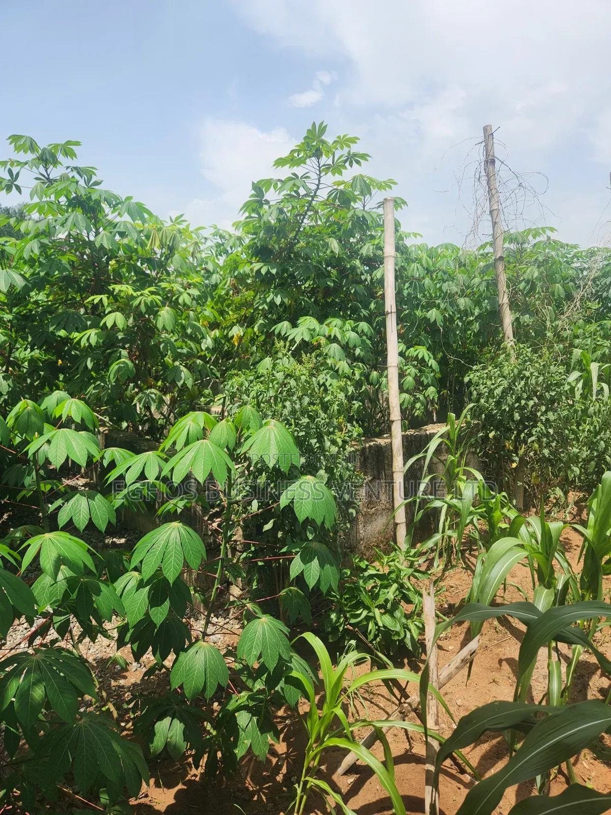 Urgent Land Sale 50ft by 100ft for Sale With Foundation