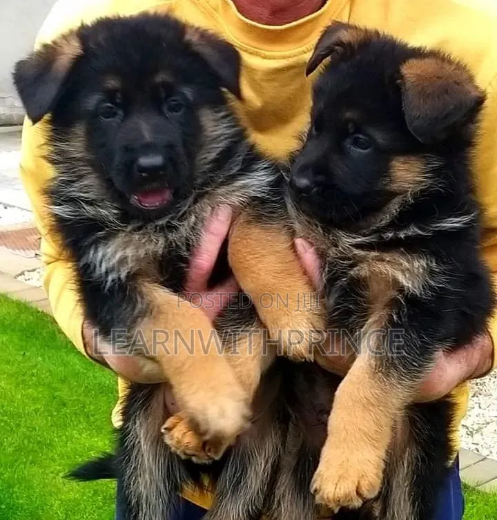 1-3 months Female Purebred German Shepherd