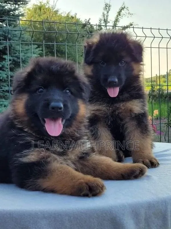 1-3 months Female Purebred German Shepherd