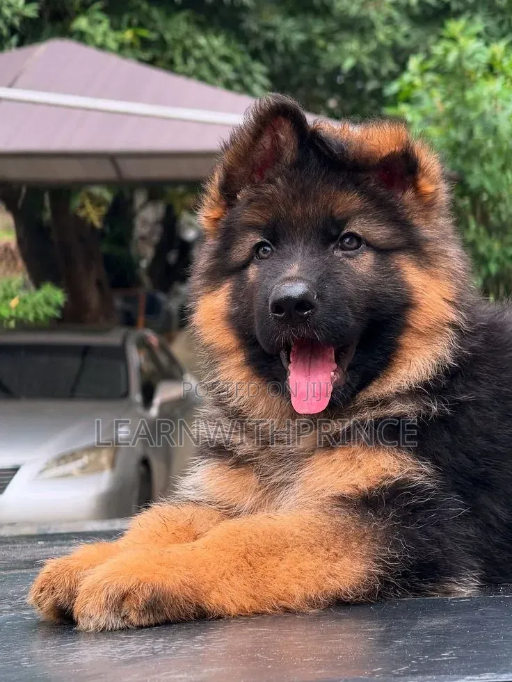 1-3 months Female Purebred German Shepherd
