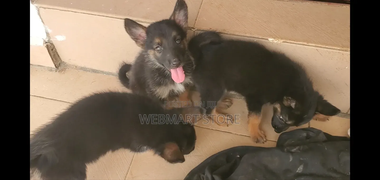 1-3 months Female Purebred German Shepherd