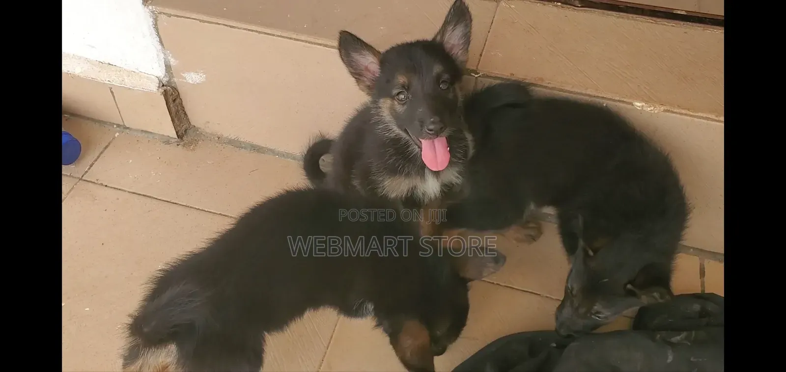 1-3 months Female Purebred German Shepherd